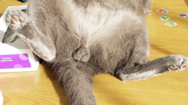 なぜか間抜けでノロマな印象のもちとら｜ねこナビ