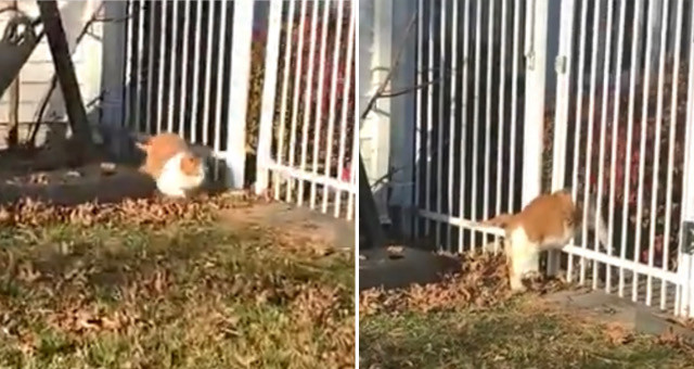 「やってられニャイ！」フェンスを抜けられなかった猫が取った行動とは？
