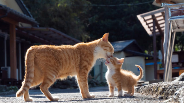 20万人以上が胸キュン！猫の愛情表現を収めた『キス猫 – すりすり、ぎゅっ、と。』が2月18日に発売