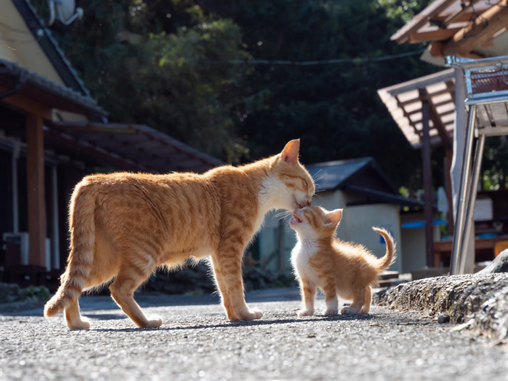 万人以上が胸キュン 猫の愛情表現を収めた キス猫 すりすり ぎゅっ と が2月18日に発売 ねこナビ