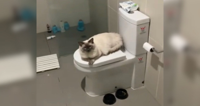 「ゼッタイどかないニャ」人間用トイレに鎮座するかわいい猫神さま