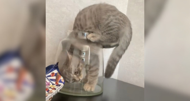 どうしても花瓶へ入りたい！猫ちゃんの努力の結果は…？