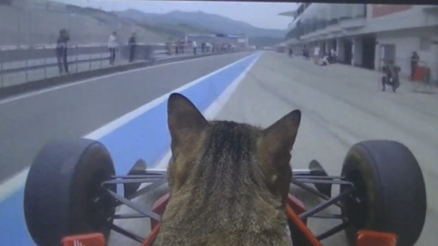 F1レーサーキジトラ！？天才的なドライブテクニックを披露した猫ちゃんが凄い！