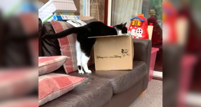 「どうして入れニャいの…！？」箱に入りたいのに足が引っかかって入れない猫