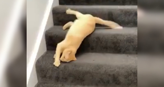 流れてくる！脚を使わずに階段を下りるスゴ技を持つ猫