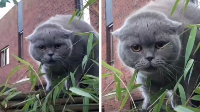 フェンスに引っかかってしまった猫が出した奇妙な声のクセがスゴイ！