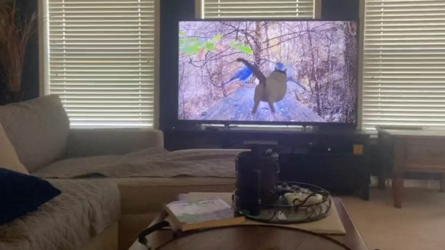 猫の狩猟本能がうずうず！テレビに映る鳥を狩ろうとしたら…？