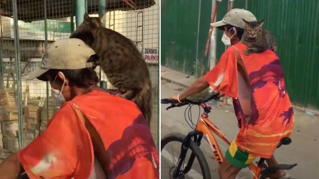 肩の上でリラックス 自転車からフィリピンの市場を楽しむ猫 ねこナビ