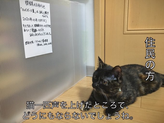 20年10月版】Twitterで話題になった猫ツイート30選｜ねこナビ