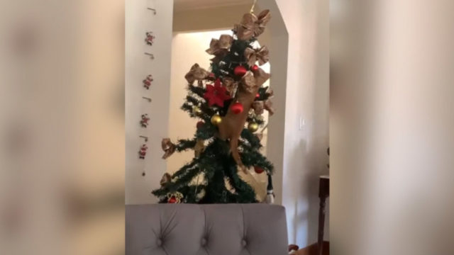 飼い主さんも絶叫！クリスマスツリーに登る猫を襲ったハプニング