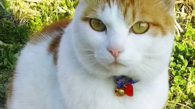 他の家で暮らしていたとは…行方不明の愛猫が1年11日ぶりに帰宅！