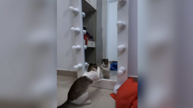 こいつは誰だ！初めて鏡を目にした猫はどんな行動を取る？
