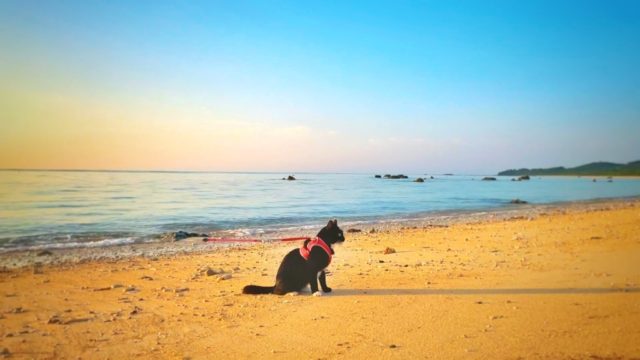 雄大な自然に感動！石垣島の絶景スポットを愛猫ララと巡る「猫散歩」