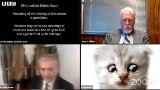 「私は猫ではありません」必死の弁護をする子猫…アメリカの司法裁判所でニャン事件！