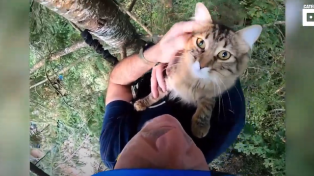 木から降りられなくなった猫を救出！アメリカにある優しいレスキュー会社