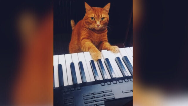 猫界に天才ピアニストが！優しい音色を奏でるバニーくん