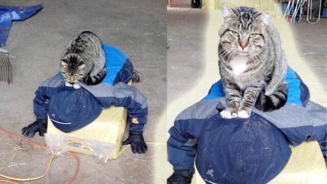 どうしてこうなった…？倒れる少年とその上でふみふみを満喫する愛猫