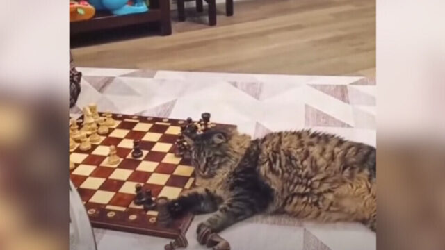 豪快すぎる駒の動かし方に注目！愛猫とチェスを楽しんでみたら…？