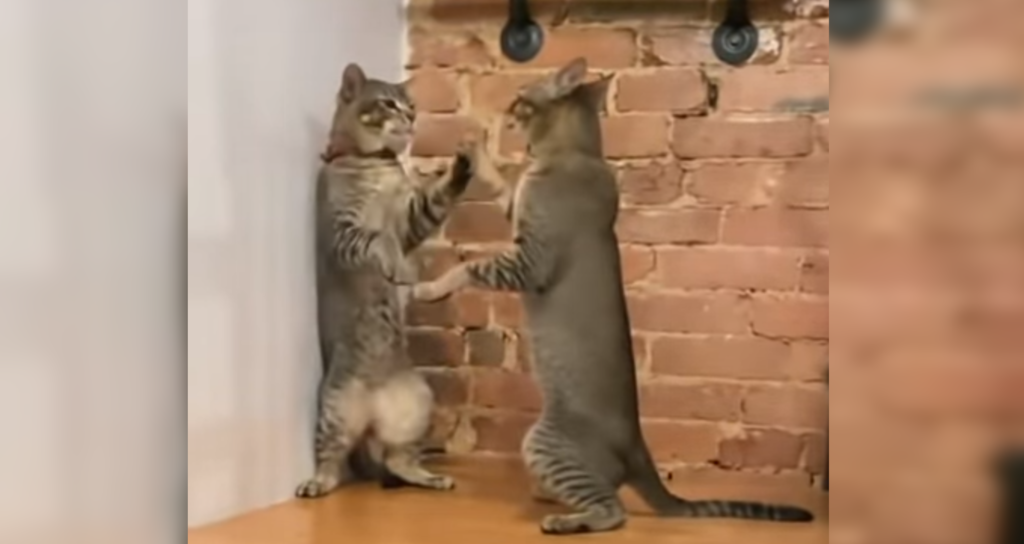 脅威のシンクロ率 鏡のように同じ動作をする２匹の猫ちゃん ねこナビ