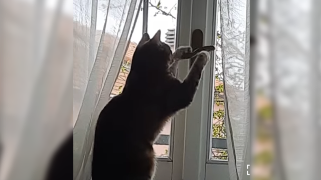 「こっちかにゃ？」窓のバーを右・左…器用に窓開けする猫ちゃん