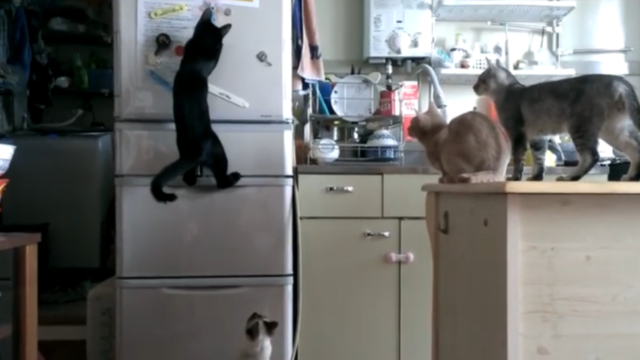 冷蔵庫の壁面に「スパイニャーマン」な黒猫ちゃん！仲間も大注目！