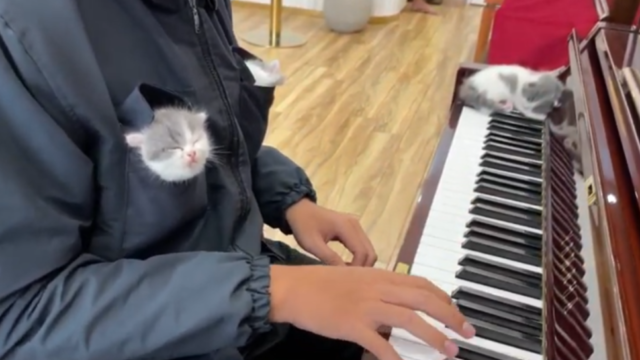 ピアノ演奏にリラックス…思いがけないところでスヤスヤ眠る３匹の子猫たち