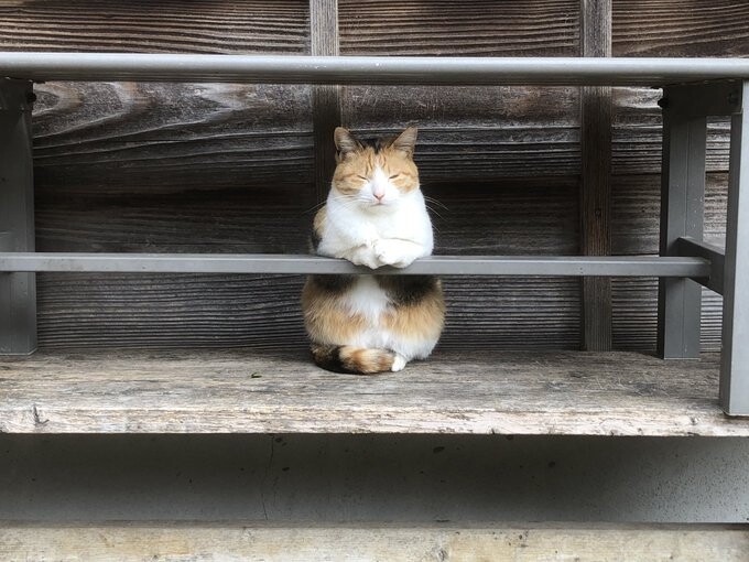 21年3月版】Twitterで話題になった猫ツイート15選｜ねこナビ