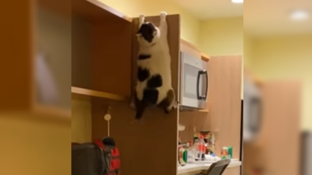「誰か助けて～！」ぽっちゃり猫ちゃん、必死の棚登り！
