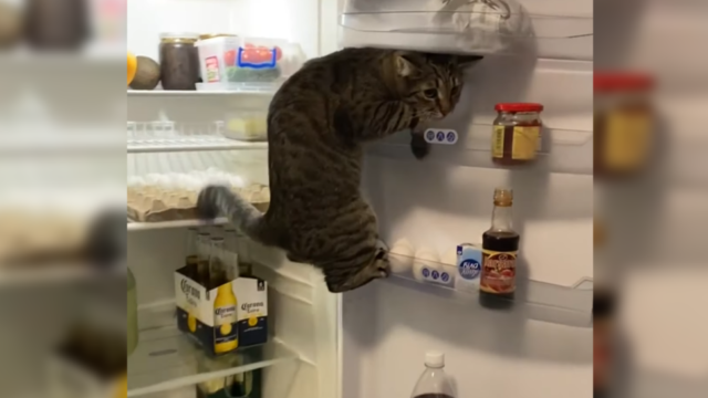 誰もいないキッチンから音が…！正体は冷蔵庫が大好きな猫ちゃん