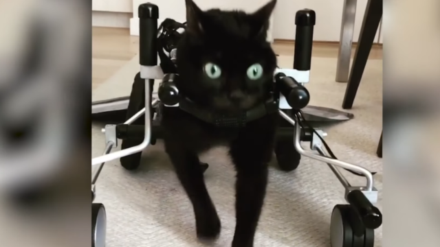 小脳障害の黒猫ちゃん、歩行器を使い自分の足で歩く喜びをかみしめる