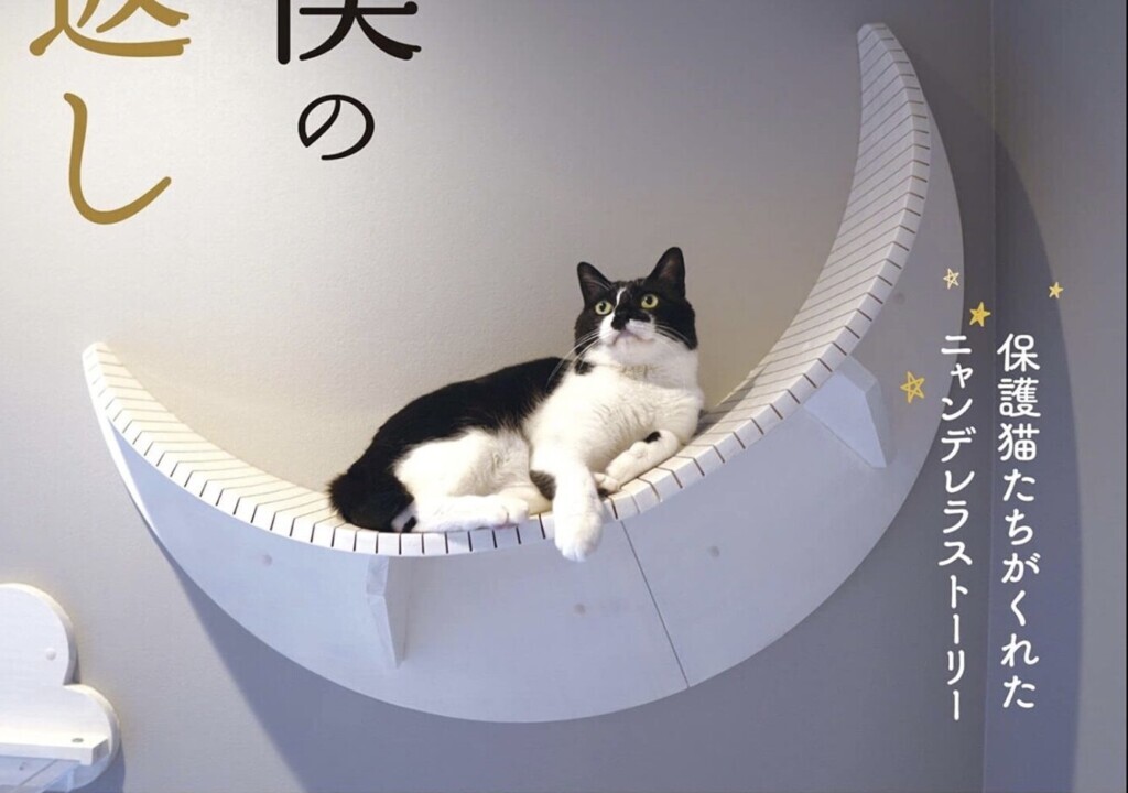 愛猫のために一軒家を建てた！猫マスターの人気ブログを書籍化した