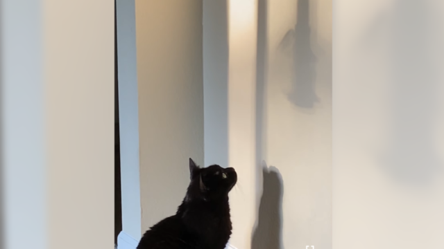 「見る方向が違うよ！」鳥そのものではなく壁の影を見つめる猫