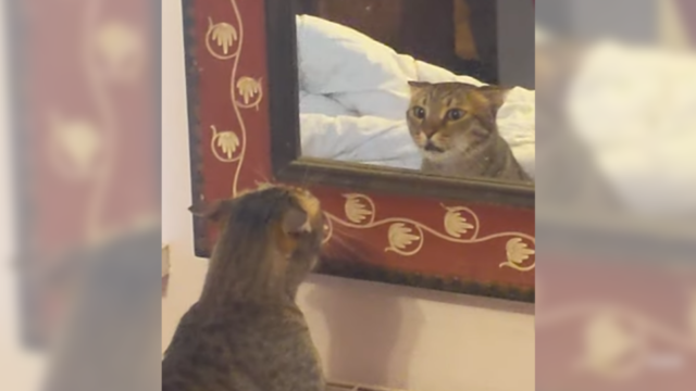 「どういうことニャ！？」表情で鏡に映る自分についての説明を求める猫ちゃん