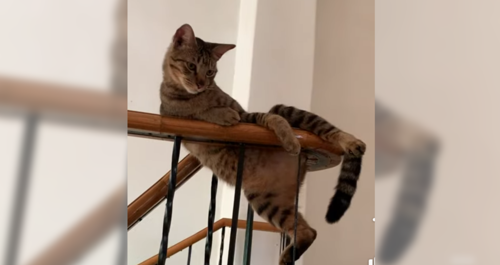 ポーズをとってるの 謎の体勢で階段の手すりにひっかかっている猫ちゃん ねこナビ