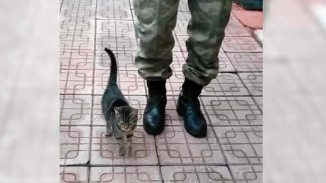 「いっちに、いっちに」兵隊さんと並んで猫兵士のかわいい行進練習