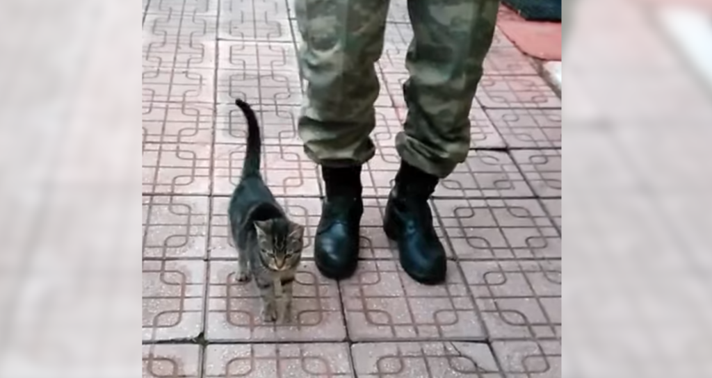 いっちに いっちに 兵隊さんと並んで猫兵士のかわいい行進練習 ねこナビ