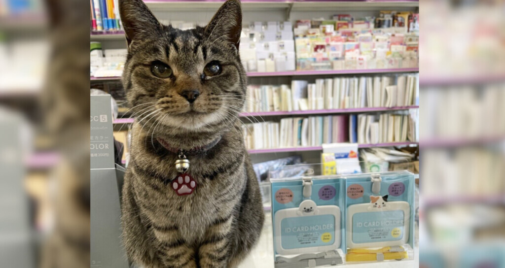 接客だってお手の物！老舗文具店の看板猫「シマ子店長」｜ねこナビ