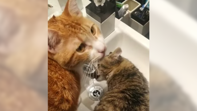 オレンジ猫ちゃんの頭を給水器に…ちゃっかり水を楽しむ茶トラちゃん