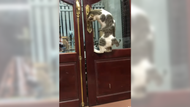 「おかえり！」飼い主さんの合図で部屋の中からドアをあけてくれる猫ちゃん