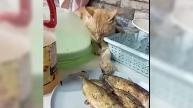 おててはしっかりお魚キープ！朝食を狙う猫ちゃんのたぬき寝入り芸