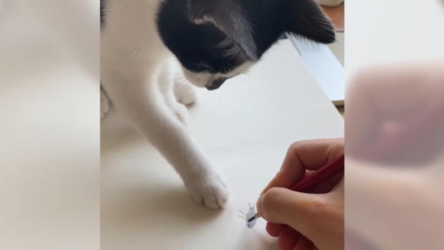 「絵に描いた虫」とは知らず…白黒子猫ちゃんが猛烈アタック！