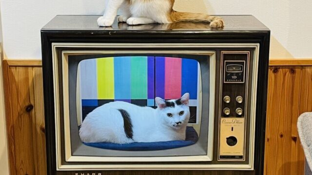 シャープのブラウン管テレビをリメイク！5匹の愛猫がくつろげる「猫テレビ」