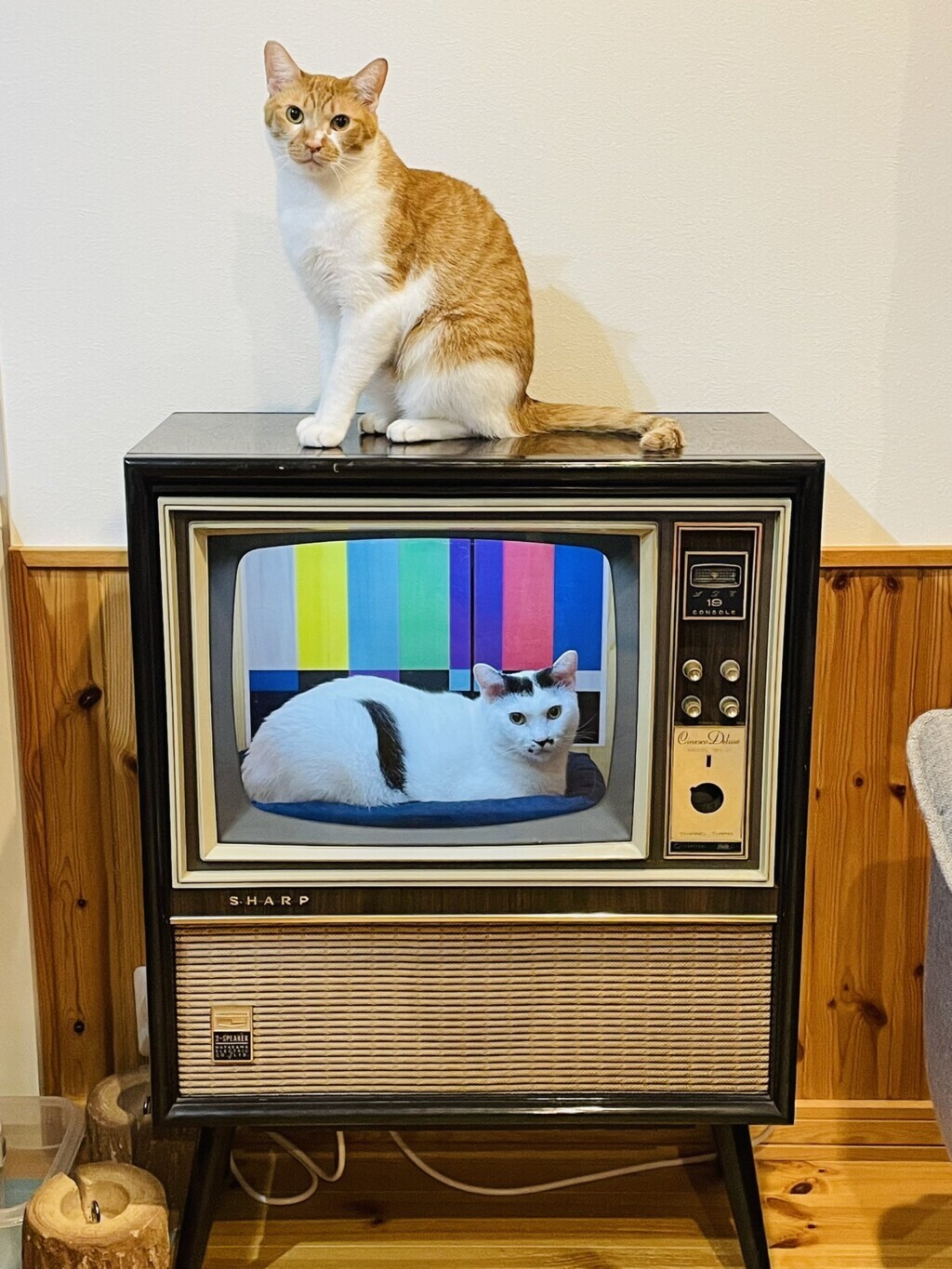 シャープのブラウン管テレビをリメイク 5匹の愛猫がくつろげる 猫テレビ ねこナビ