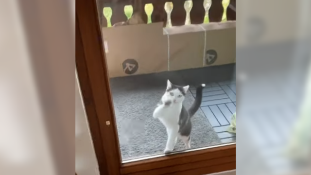 「ドアは開けておいてほしいニャ！」言い置いてお出かけしてしまう猫ちゃん