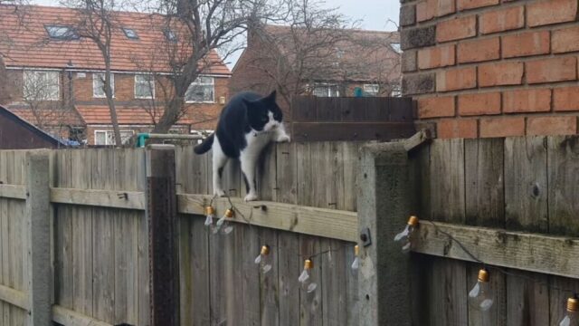 もしかして不器用さん…？柵の上をわざわざ難しい方法で歩く猫ちゃん