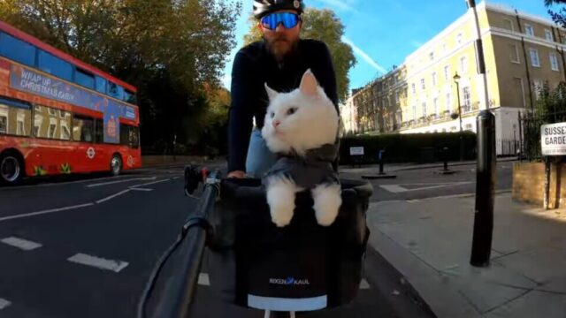 二階建てバスにMeow!愛猫とロンドンを快走するサイクリング・ムービー