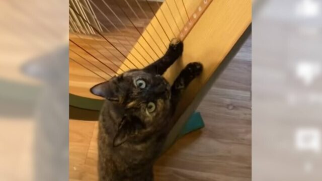 ポロンポロン…優雅にハープをつま弾く猫ちゃんの本音は「お腹すいた」