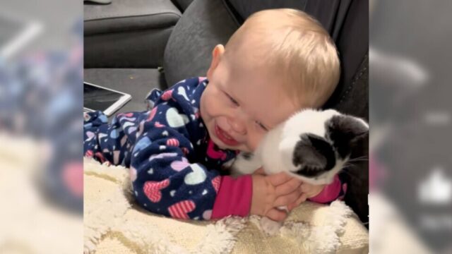 無垢な愛情が溢れる…！赤ちゃんが大好きな子猫を「猫吸い」