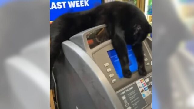 「手数料を要求するニャ」ATMの機械の上に居を定めて画面を隠す黒猫ちゃん