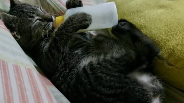 哺乳瓶は自分でしっかりキープ！ミルクを飲みながらウトウトする赤ちゃん猫